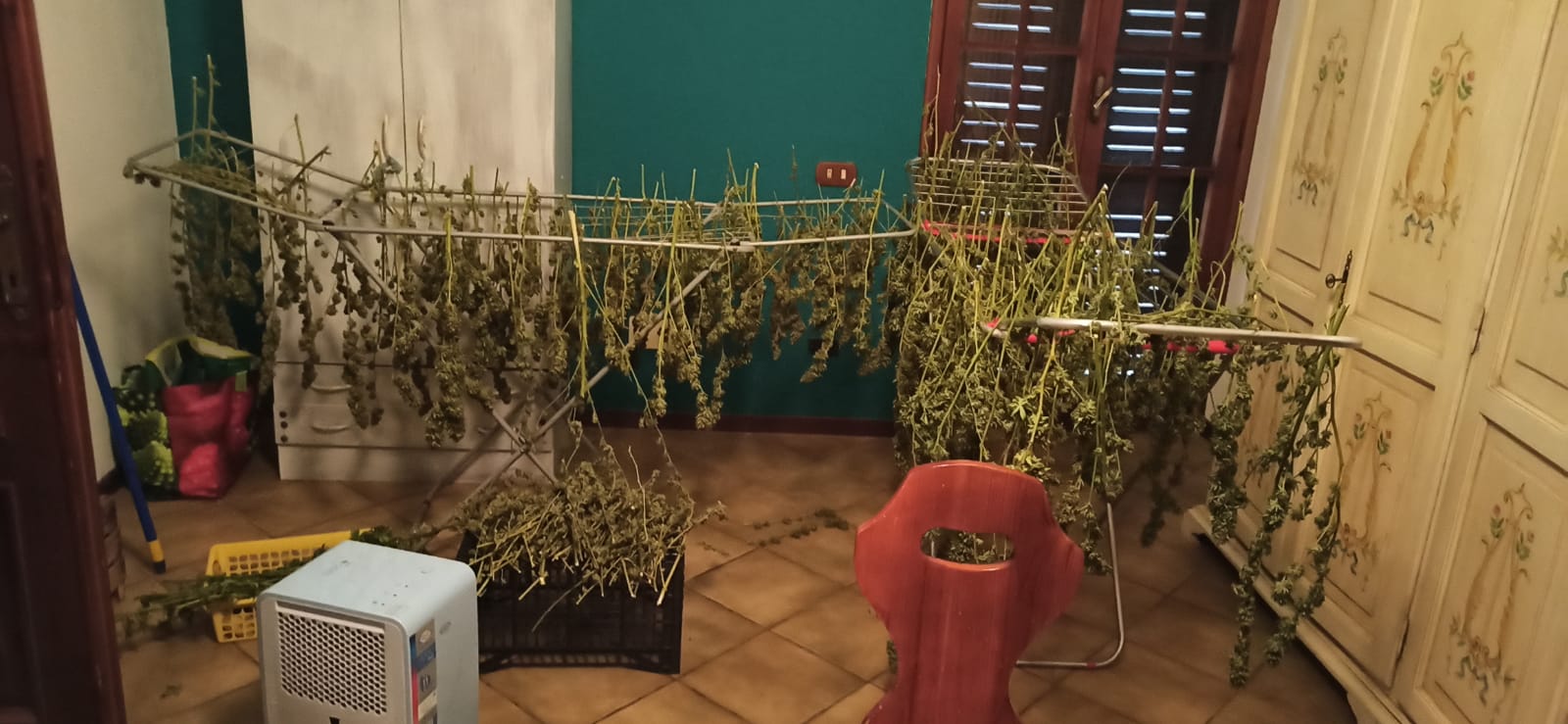 Nasconde marijuana in casa e in giardino: arrestato 35enne