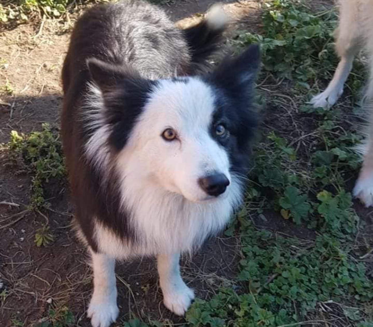 Cane salvato su via Cristoforo Colombo