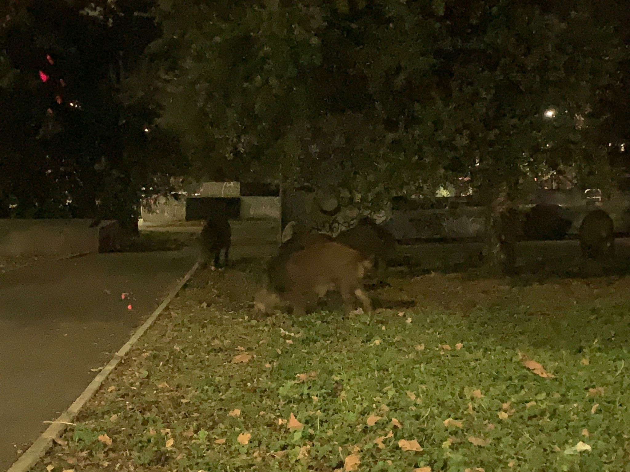 Cinghiali a Pomezia