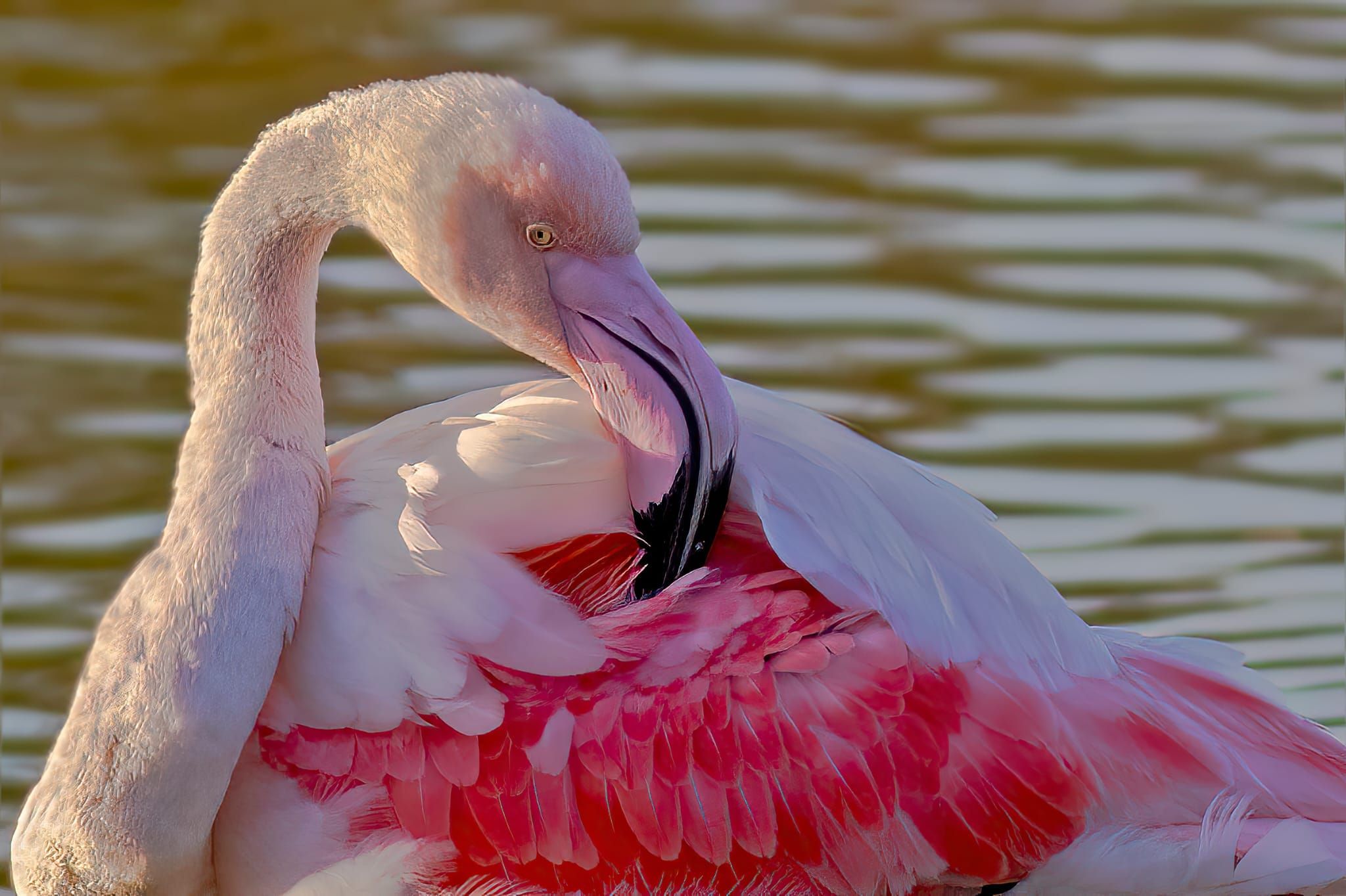 Fenicotteri rosa ad Ostia