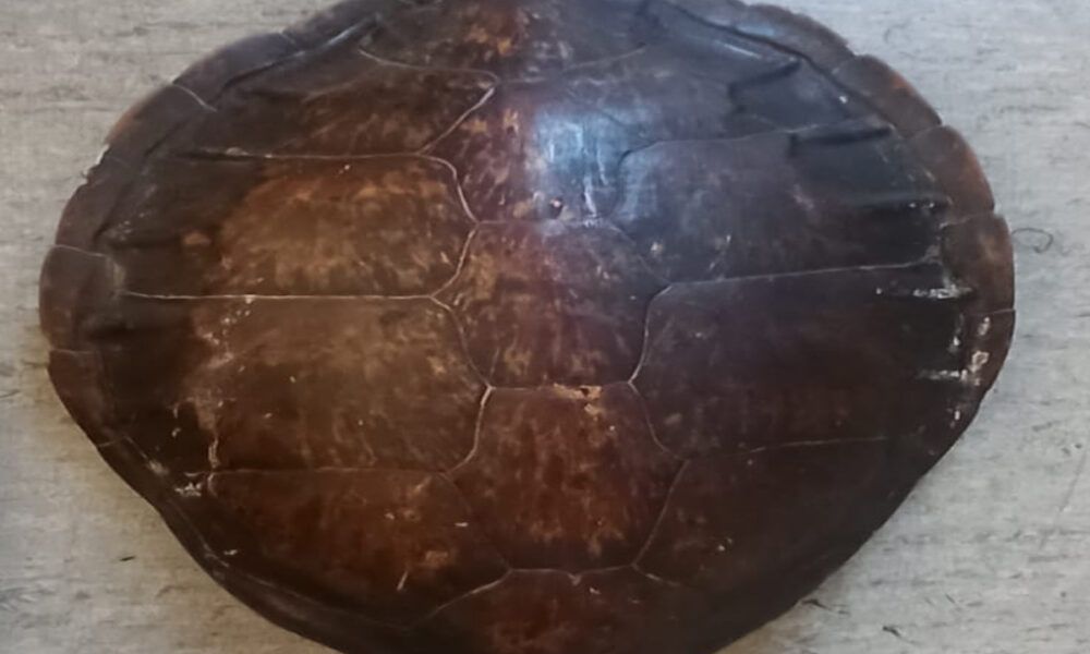 guscio di tartaruga sequestrato dalla Polizia Locale a Roma