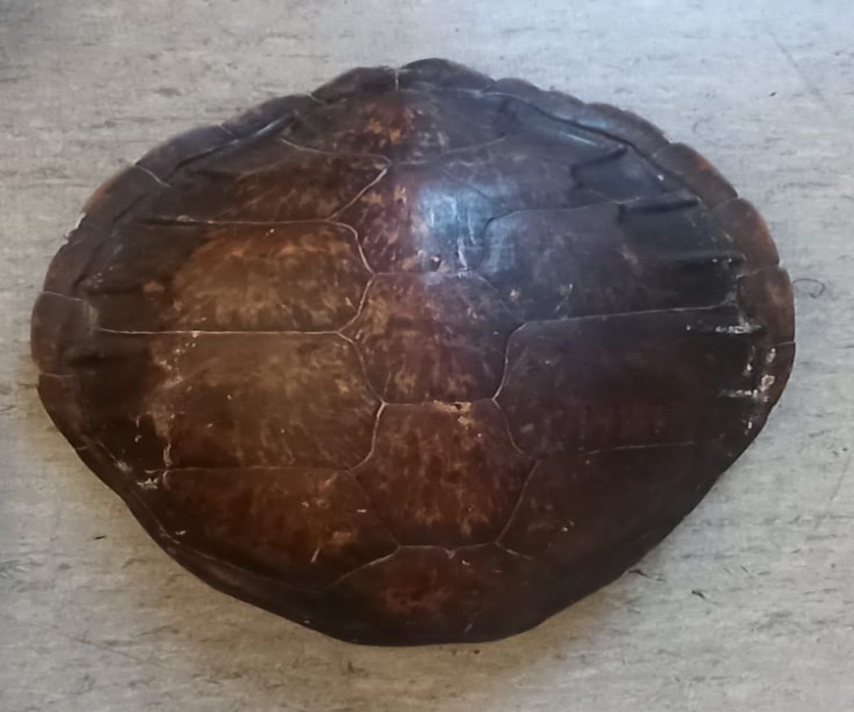 guscio di tartaruga sequestrato dalla Polizia Locale a Roma