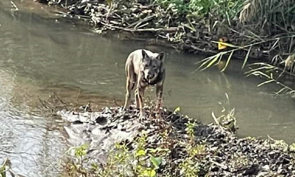 lupo avvistato a Roma Nord