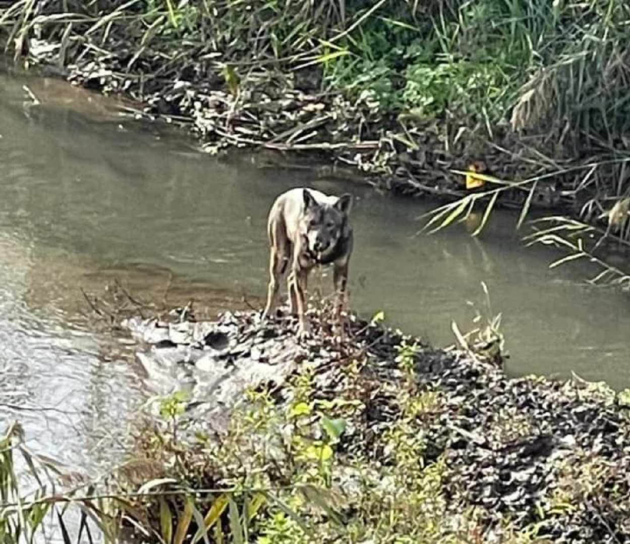 lupo avvistato a Roma Nord