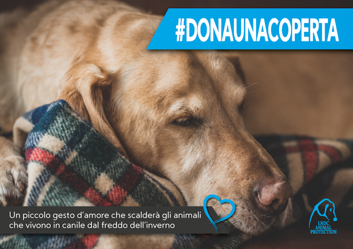 dona una coperta ai cani abbandonati