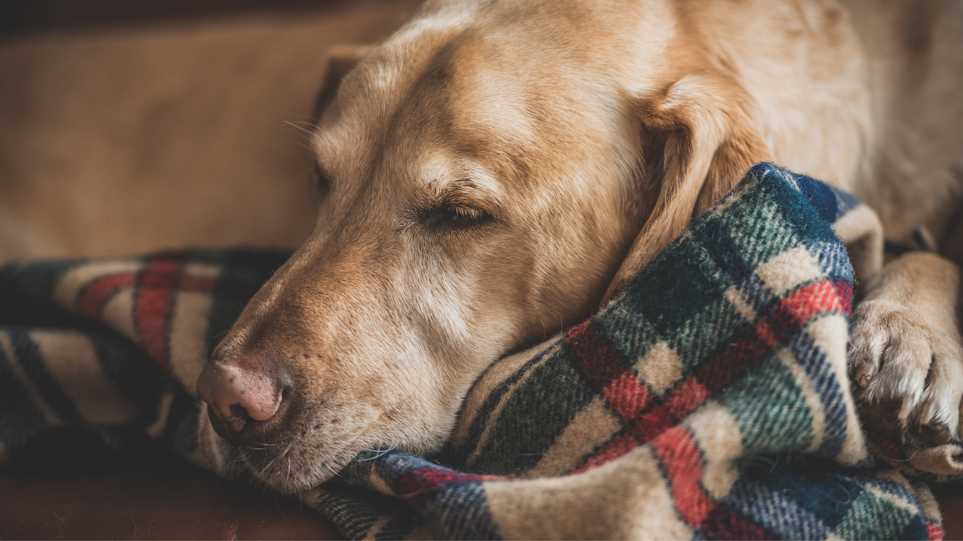 dona una coperta ai cani