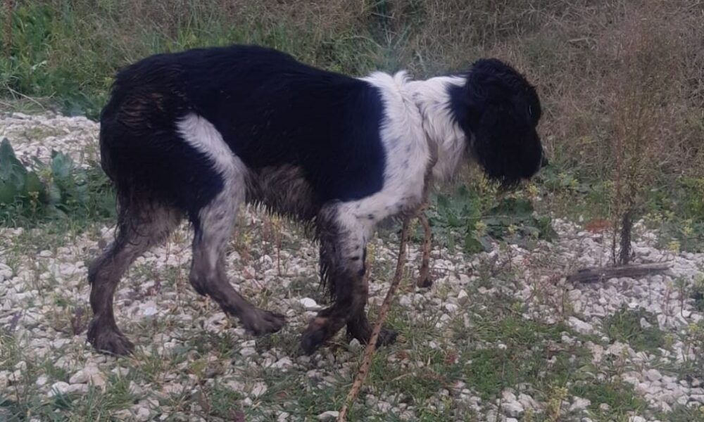 Aprilia, cane cade in un pozzo e viene salvato dai Vigili del Fuoco: era sparito da 13 giorni (VIDEO)