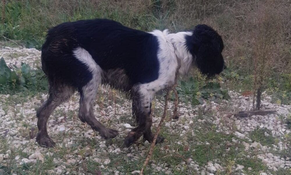 Aprilia, cane cade in un pozzo e viene salvato dai Vigili del Fuoco: era sparito da 13 giorni (VIDEO) Aprilia, cane cade in un pozzo e viene salvato dai Vigili del Fuoco: era sparito da 13 giorni (VIDEO)