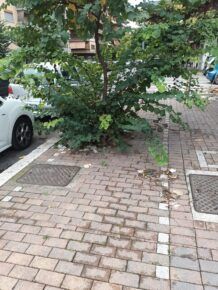 erba incolta a via delle gondole