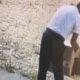 gattini di cassino
