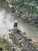 lupo avvistato a Roma Nord