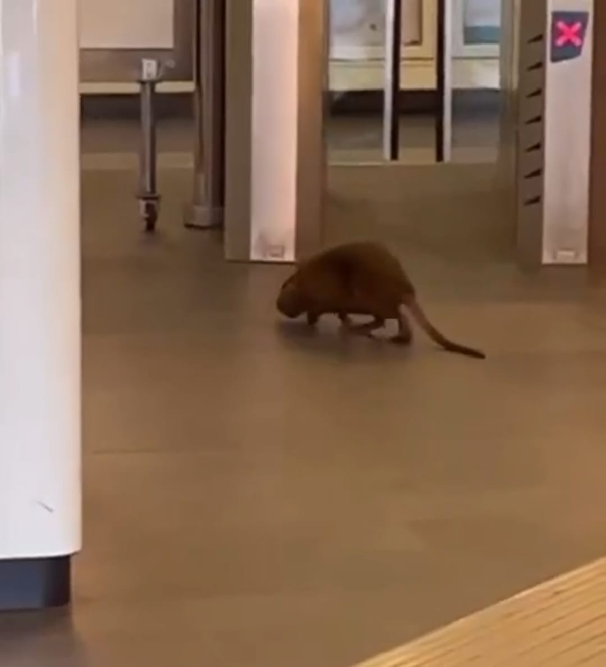 nutria nella metro Borghesiana