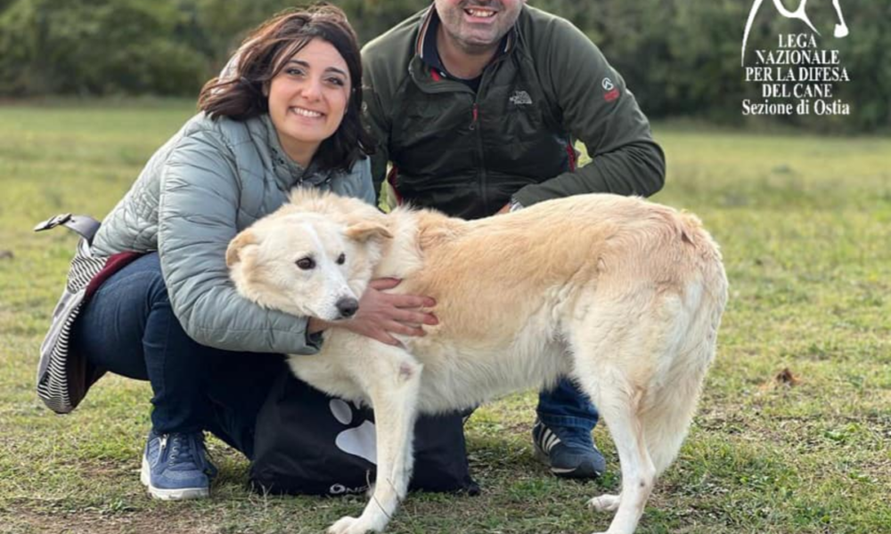 Oliver cane ucraino salvato dalla lega nazionale per la difesa del cane Ostia