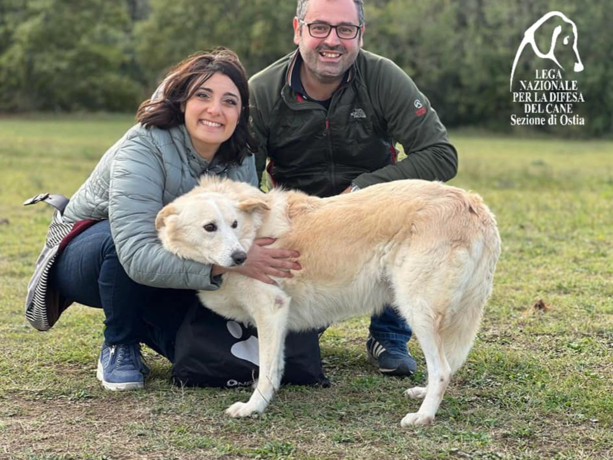 Oliver cane ucraino salvato dalla lega nazionale per la difesa del cane Ostia