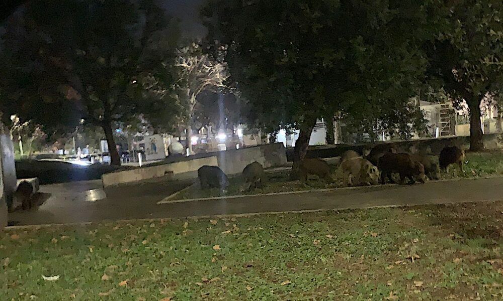 Cinghiali a Pomezia