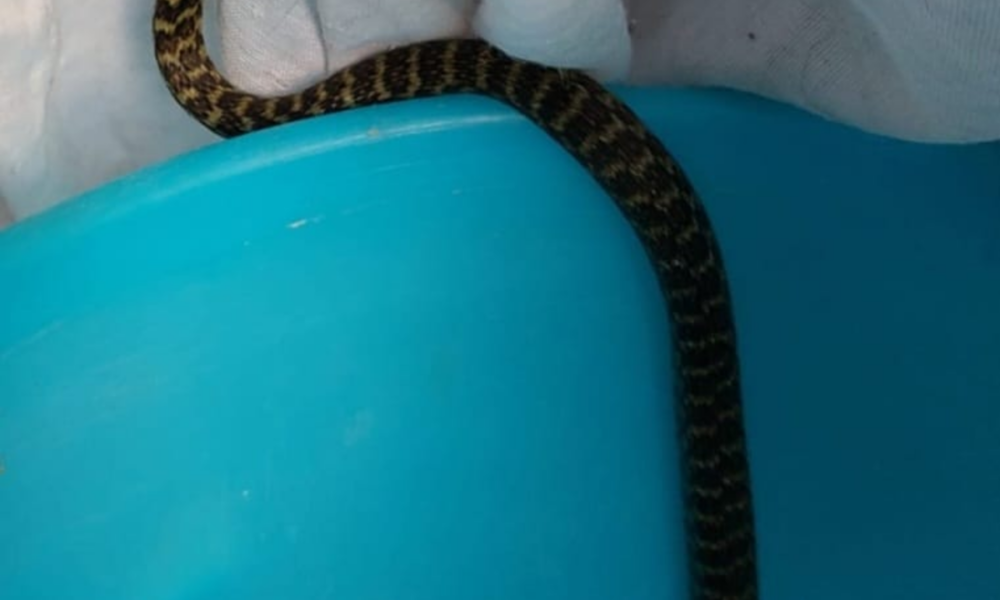 serpente sulla carrozzeria di un'auto a tuscolano