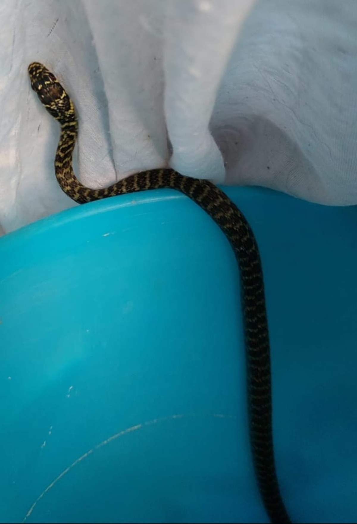 serpente sulla carrozzeria di un'auto a tuscolano