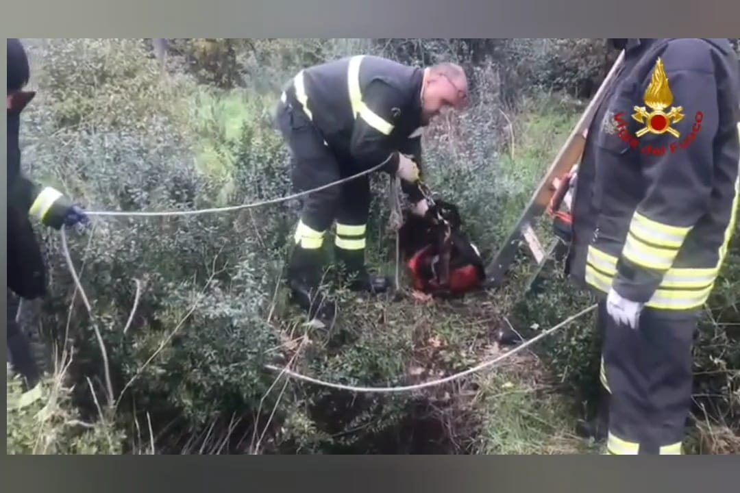 vigili del fuoco impegnati a salvare il cane ad aprila