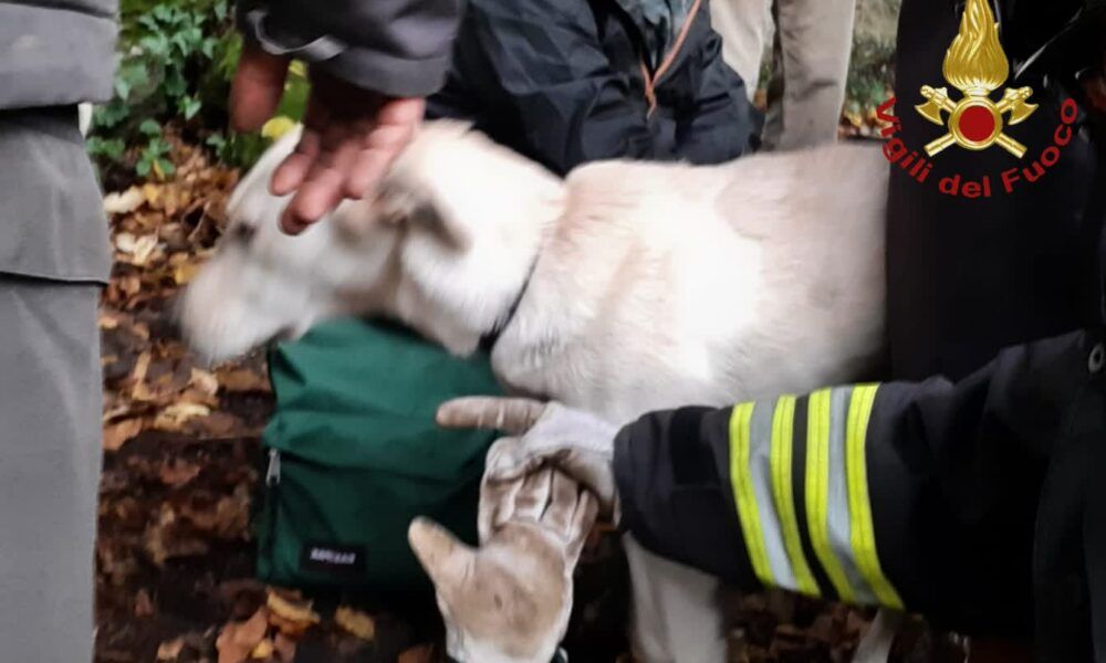 salvataggio cagnolini