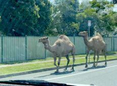 Dromedari fuggiti dal presepe vivente a Brisbane in Australia