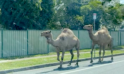 Dromedari fuggiti dal presepe vivente a Brisbane in Australia