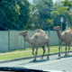 Dromedari fuggiti dal presepe vivente a Brisbane in Australia