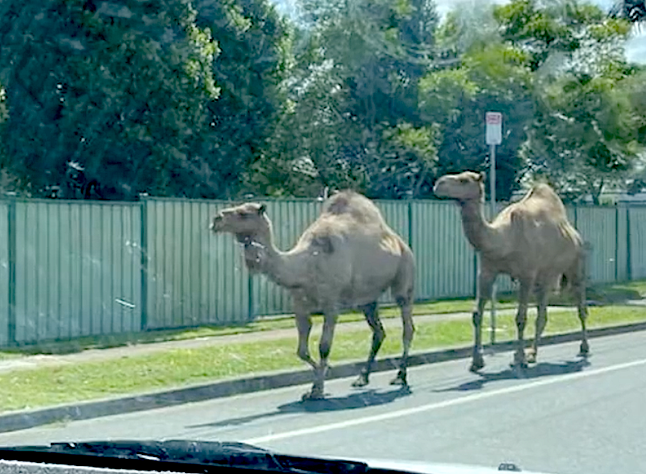 Dromedari fuggiti dal presepe vivente a Brisbane in Australia