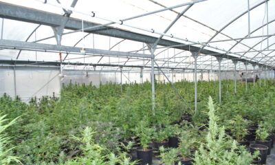 piantagione di marijuana a Terracina
