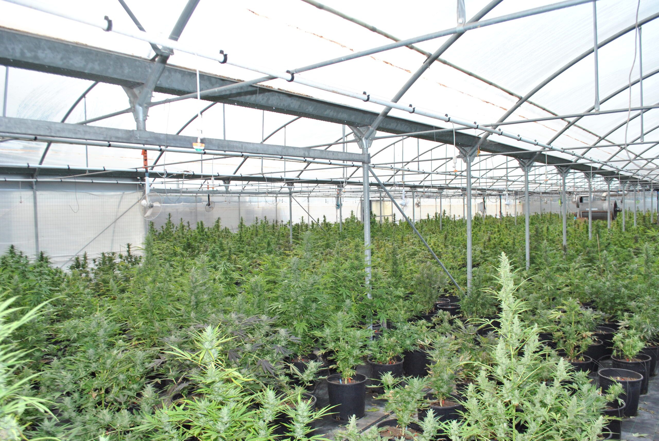 piantagione di marijuana a Terracina