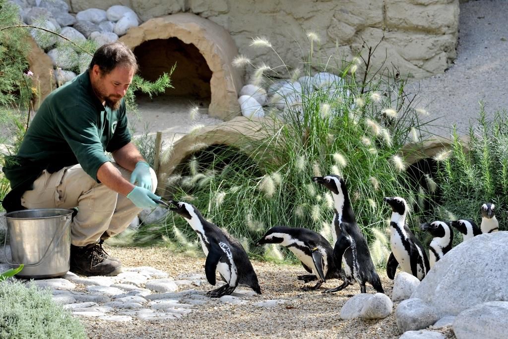 Pinguini che mangiano, bioparco di Roma
