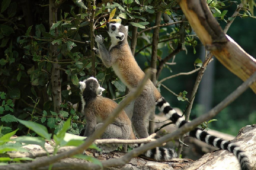 Roma, passare il Capodanno al Bioparco: ecco gli eventi in programma