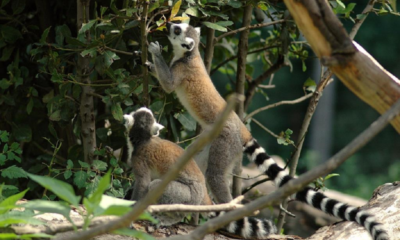 Roma, passare il Capodanno al Bioparco: ecco gli eventi in programma