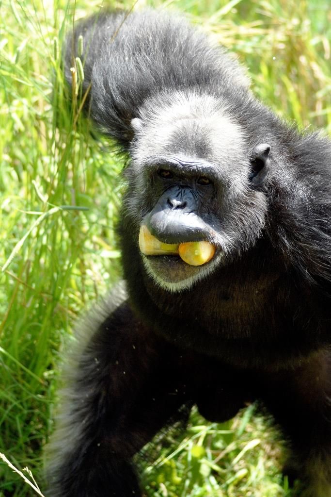 Scimmia che mangia la frutta