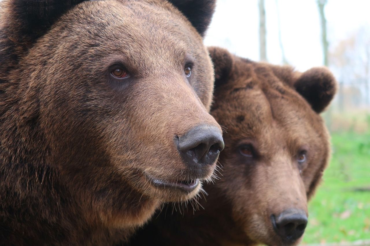 un orso ha aggredito un uomo nel parco nazionale d'Abruzzo