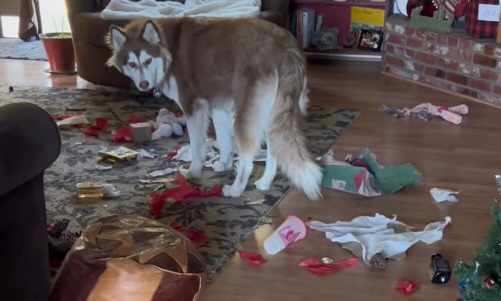 Cane che mangia i regali sotto l'albero