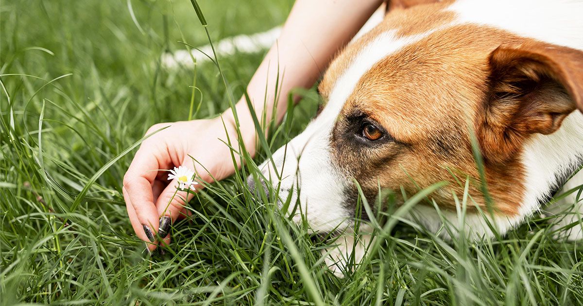 antiparassitario per cani e gatti