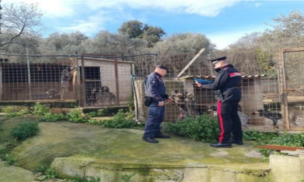 Sanzionato un canile a Itri: gestori tenevano cani senza microchip e tettoia contro la pioggia Sanzionato un canile a Itri: gestori tenevano cani senza microchip e tettoia contro la pioggia