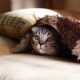 capodanno, i botti un pericolo per gli animali