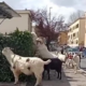 capre trullo