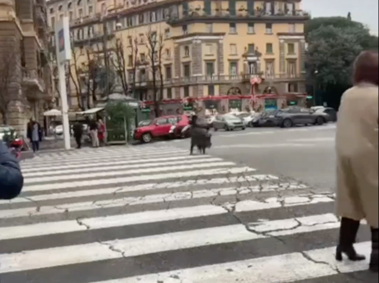 cinghiali a Roma