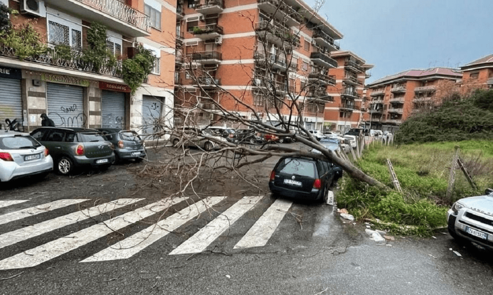 Albero caduto in zona Arco di Travertino