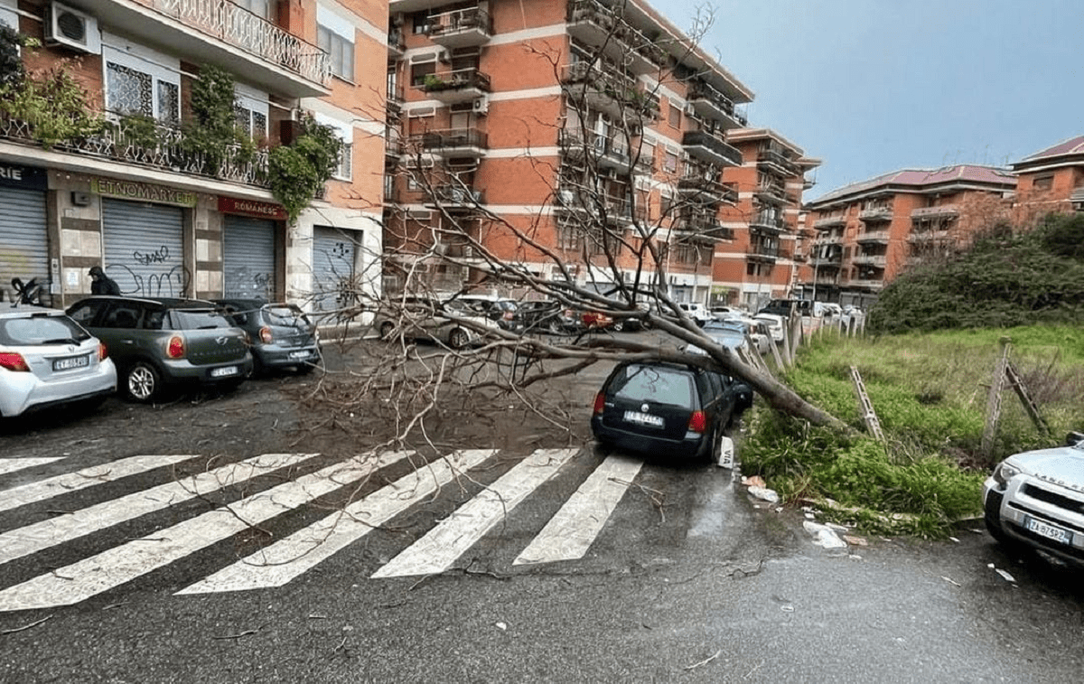 Albero caduto in zona Arco di Travertino