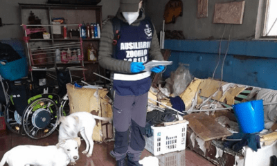 Cane in fin di vita salvato dai volontari del Norsaa Roma