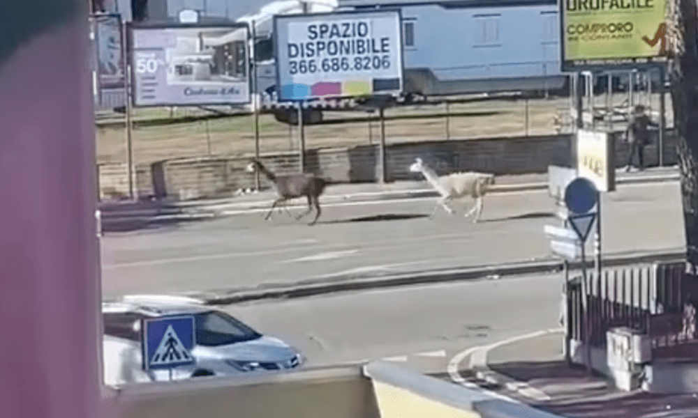 Roma Lama fuggiti in via di Torrevecchia