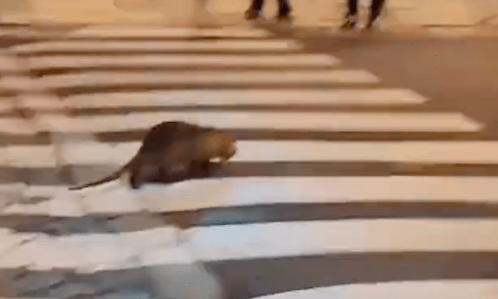 Nutria a Piazza Cavour