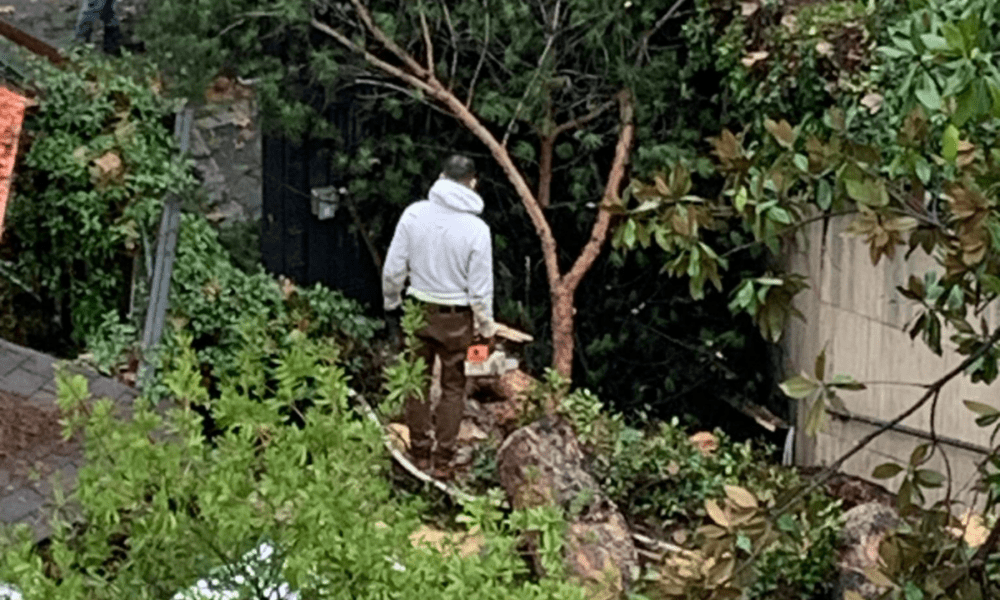 albero caduto clinica san raffaele