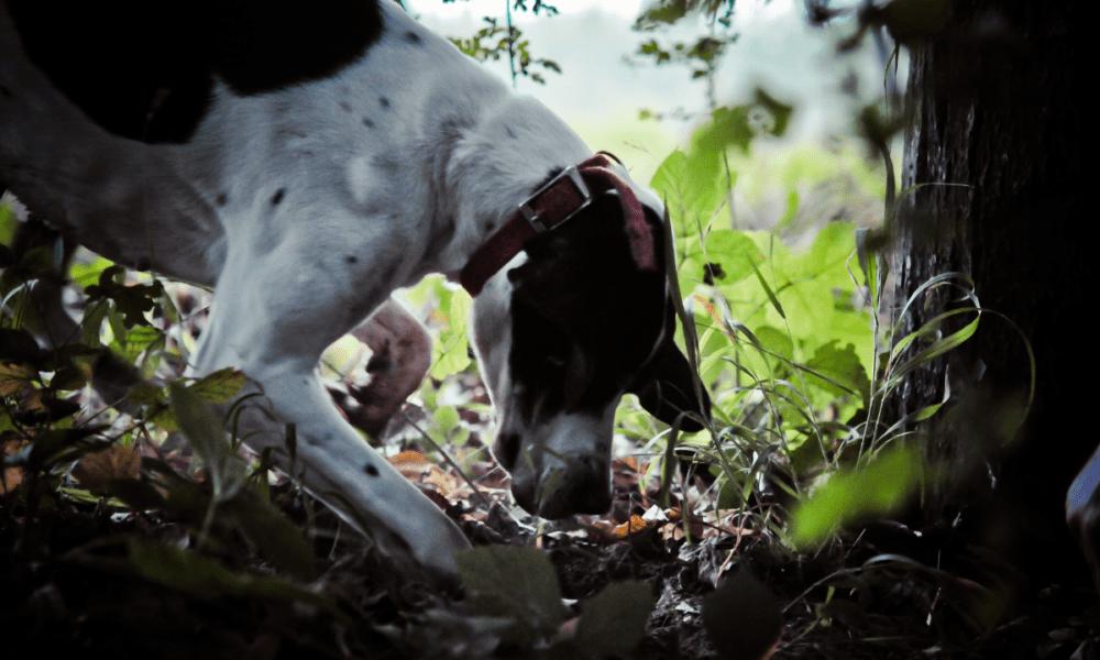 cane da tartufo