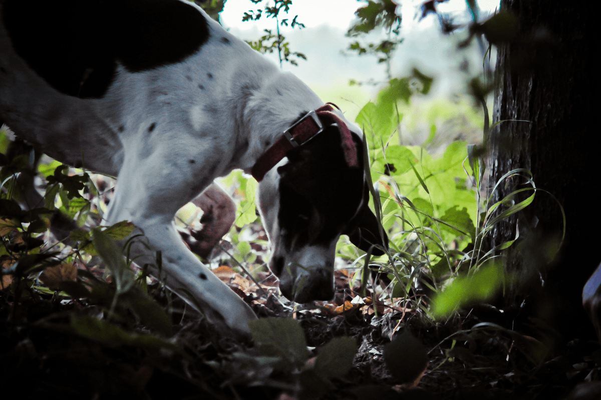 cane da tartufo