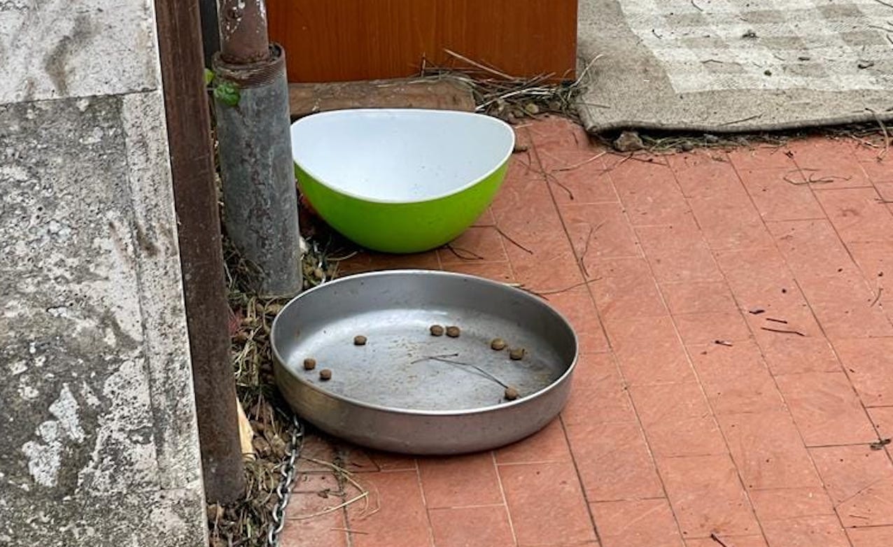cane lupo senza cibo per giorni a Ostia