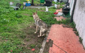 cane lupo maltrattato ad ostia
